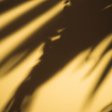 Renata Coelho Mattos