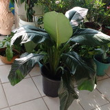 Maria da Penha Serafim de Sousa