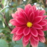 Carla Andréa Verissimo