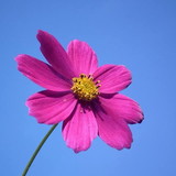 Cecilia Regia Chaves de Freitas