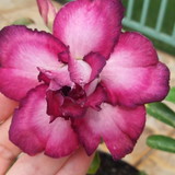 Ortencia Constantini