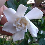 Regina Célia Garbellini