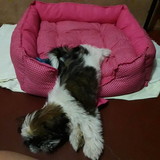 Cinthya Raquel Silva Araujo