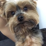 Julia Poggio Lângaro