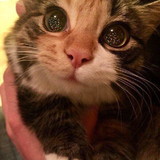 Renata Pinheiro dos Santos