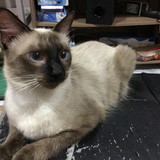 Antonia do Carmo Soares Campos