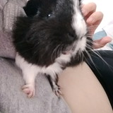 ana luisa mortensen bernardo zapata