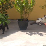 Odirlei Fastroni da Silva