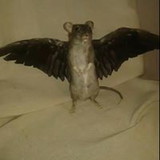 Alexana Jordão Cunha