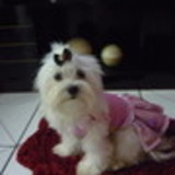 Deyse Carolini Grandi Faustino