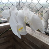 Caroline de Andrade Bezerra