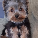 KATIA BRUSAMOLIN PREUSSLER