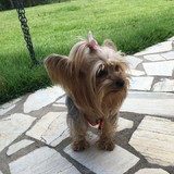 Vanessa de Souza ferreira