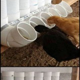 Tarsia cristina silva paulo