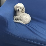 Paloma Anne Francois