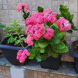 Maria das Merces Finelli