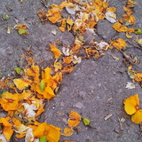 Maria Martha Guedes Chaves