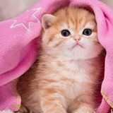 Regina Zaragoza Ferreira