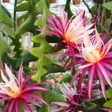 Esther Correia Abrams