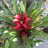 Renata de Carvalho Santos Muniz