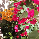 Marihana Acessórios