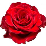 Rosangela Aparecida Mello Ferreira