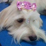 Roselane Fermino Denis Bertemes