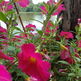 Laine Graziele dos Santos