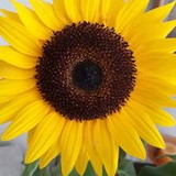 Michelle Lucio Paiva