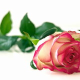 Léia Rosa Véus CCB