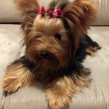 janaina fernandes fagundes