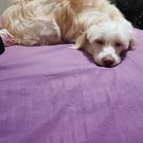 HENRIQUE MEIRELES BATISTA