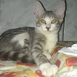 Maria Célia Guimarães de Lima