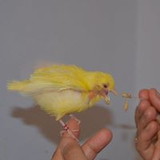 Moacir Domingues DA Silva