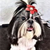 Cristiane Namen Magri Schiavom