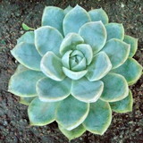 Paixão Por Suculentas