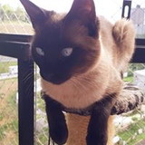 Noêmia Elís Burger Lobo