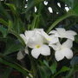 martefran silva souza