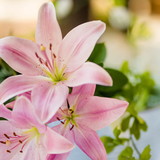 Gleicimara Rodrigues