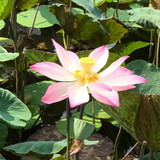 Michele Campos Almeida de Jesus