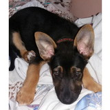 Mariela F. Liberatori