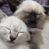 Sonia Lopes Viana Fioravante