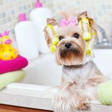 Daniela Martins Maggioni