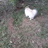 Cintia Michele Vieira dos santos