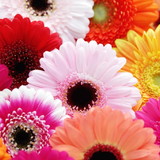 kellycristina ferreira de souza abreu