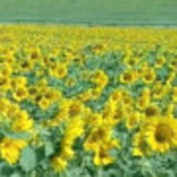 Sidnéia Regina Mariano