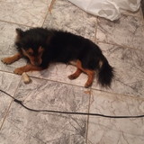 Rômulo Silveira de Carvalho