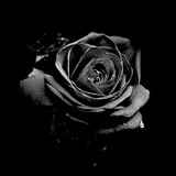 Vanessa Barros Pineira