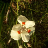 Nayana Raquel Guimarães Silva