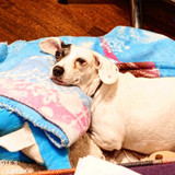 sonia maria ferreira soares